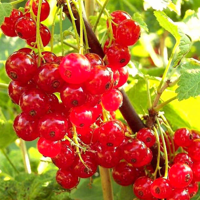 Ribes rubrum Red Lake