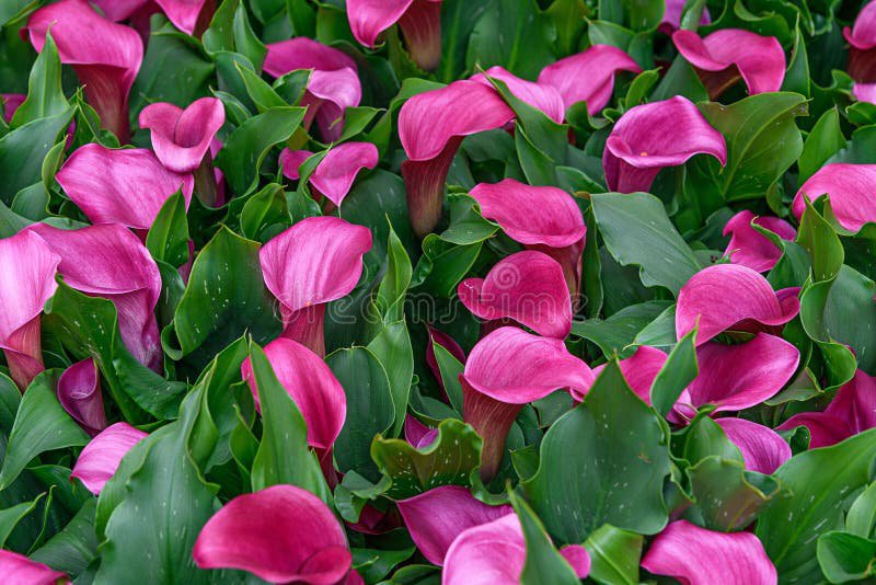Zantedeschia Captain Palermo Sudden Leaf Drop