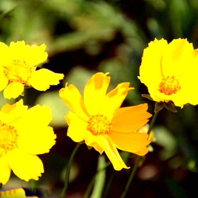 Coreopsis grandiflora