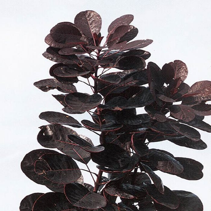 Cotinus coggygria Royal Purple