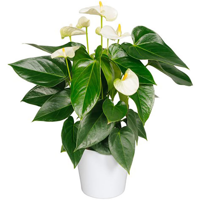 Anthurium andraeanum Sharade White Brown Leaf Tips