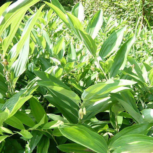 Polygonatum multiflorum