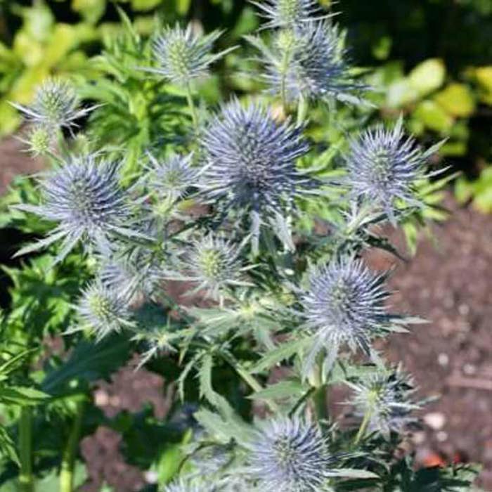 Eryngium Magical Anita