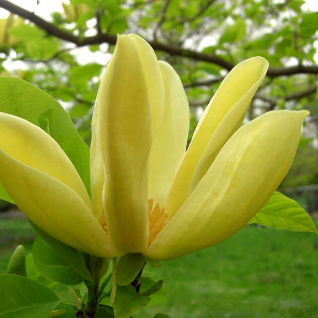 Magnolia acuminata