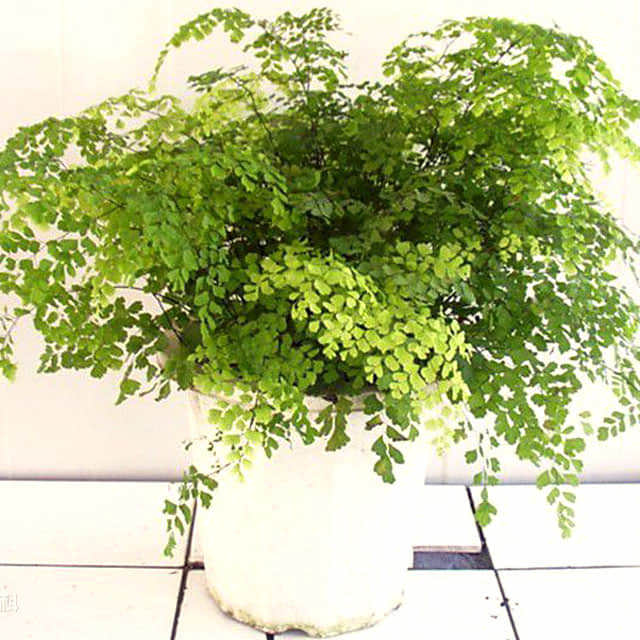 Adiantum venustum