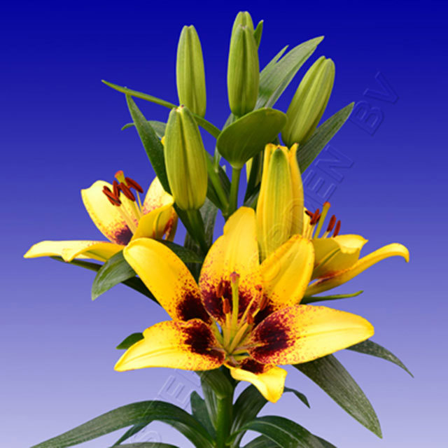 Lily João Passão Macchie bianche cotonose