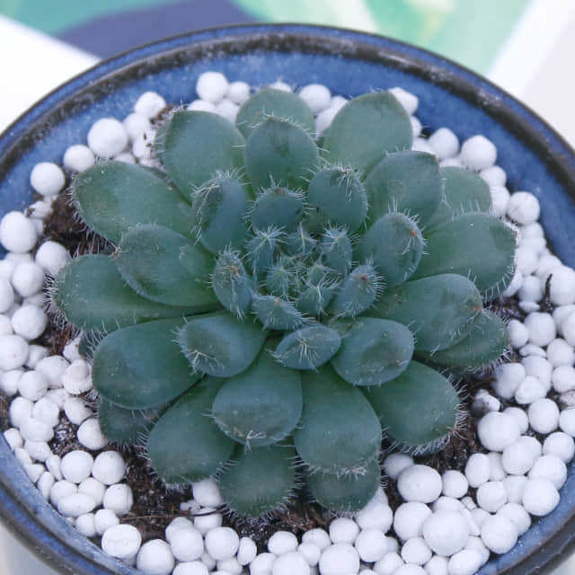 Echeveria setosa deminuta Fine Webbing