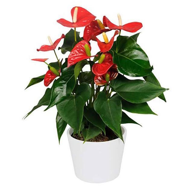 Anthurium andraeanum Aristo Brown Leaf Tips