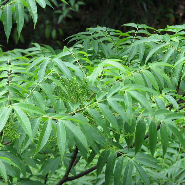 Pistacia chinensis