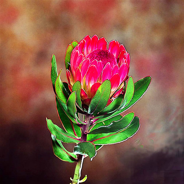 Protea Nana