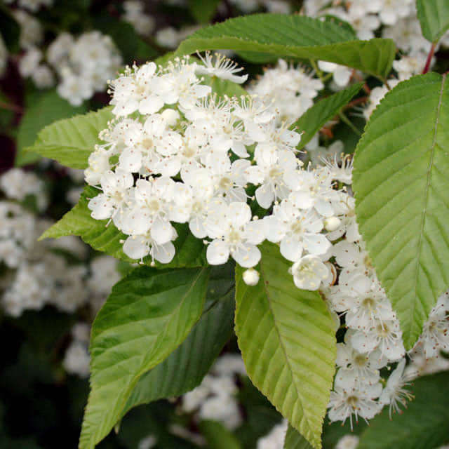 Sorbus alnifolia