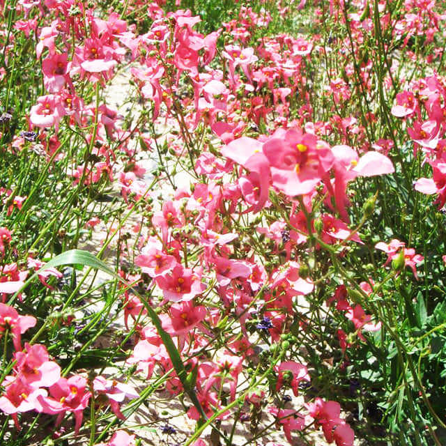 Diascia integerrima