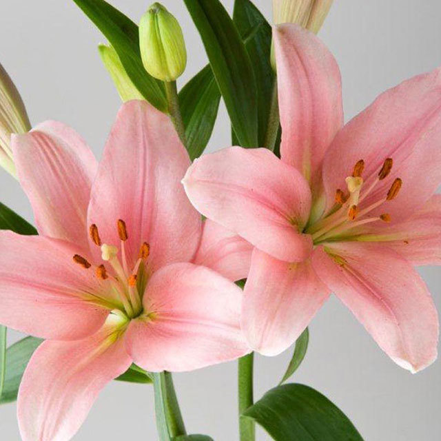 Lily Oriental White Cottony Spots