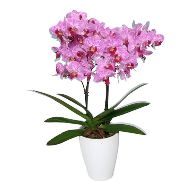 Phalaenopsis Santiago