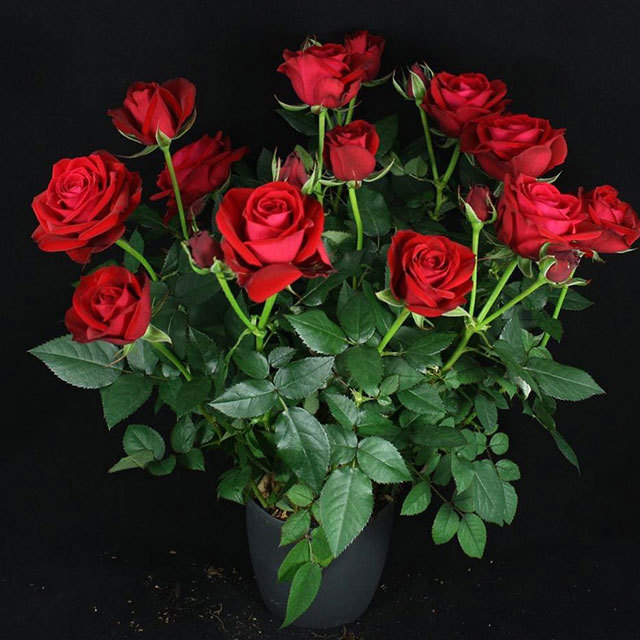 Mini Rose Terra Ovation White Powder