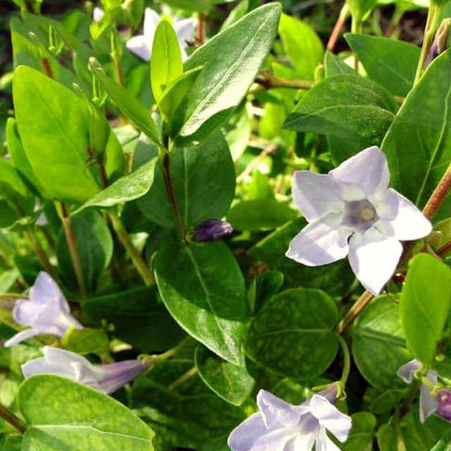 Vinca difformis