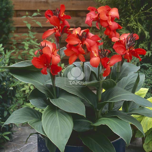 Canna hybrida Red Shades 857
