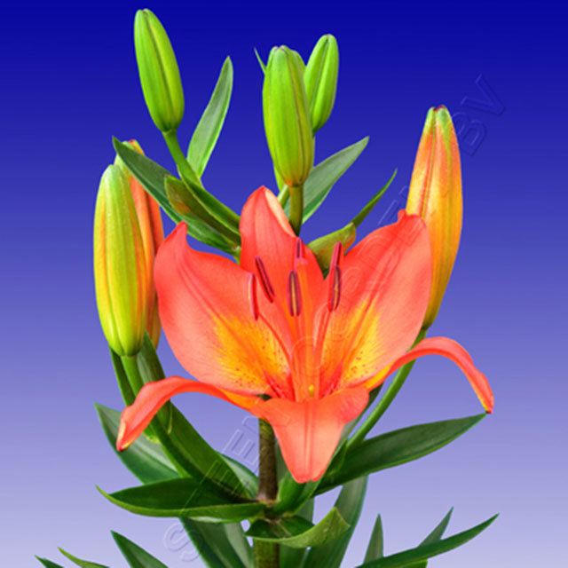 Lily Matrix Macchie bianche cotonose