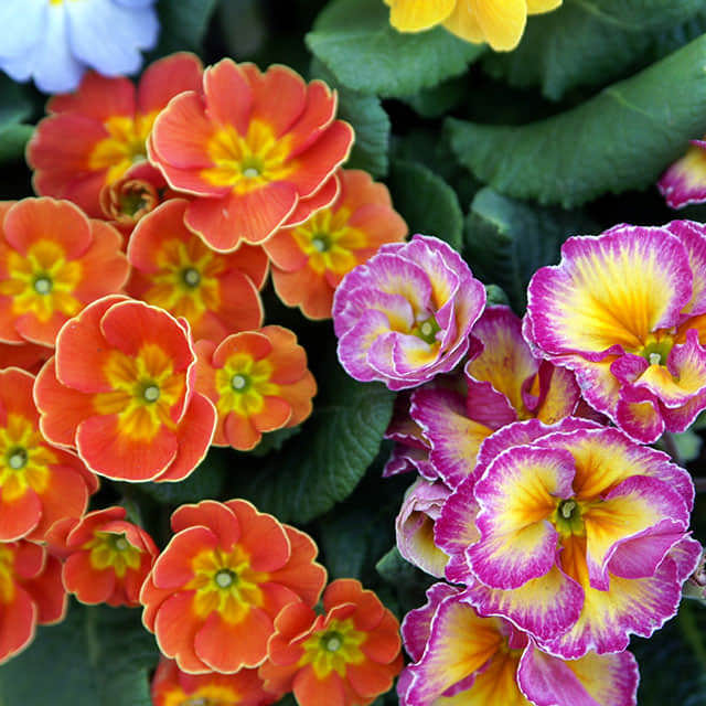 Primula polyantha