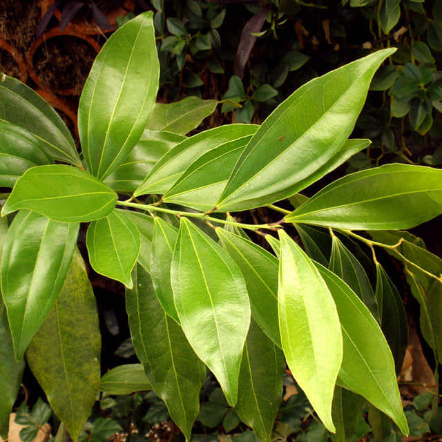 Cocculus laurifolius