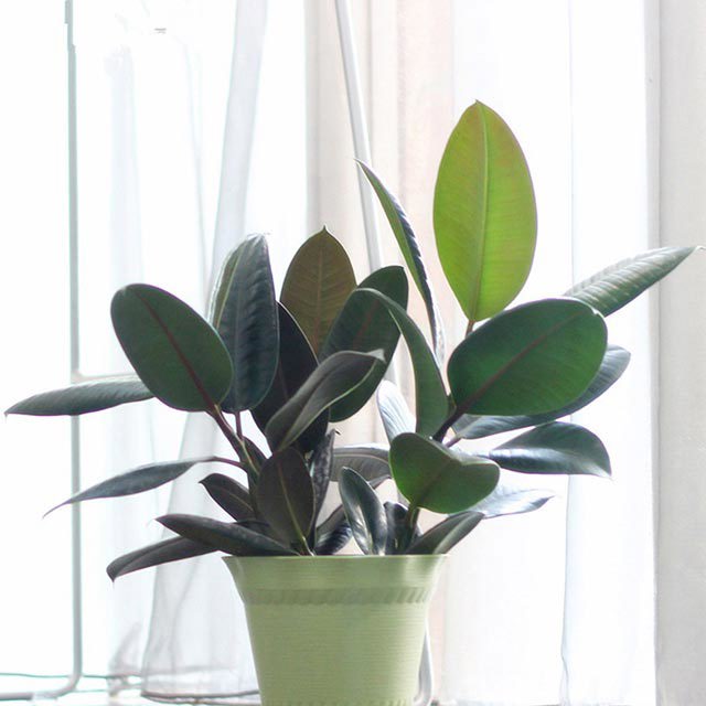 Ficus elastica