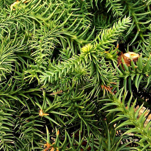 Araucaria heterophylla