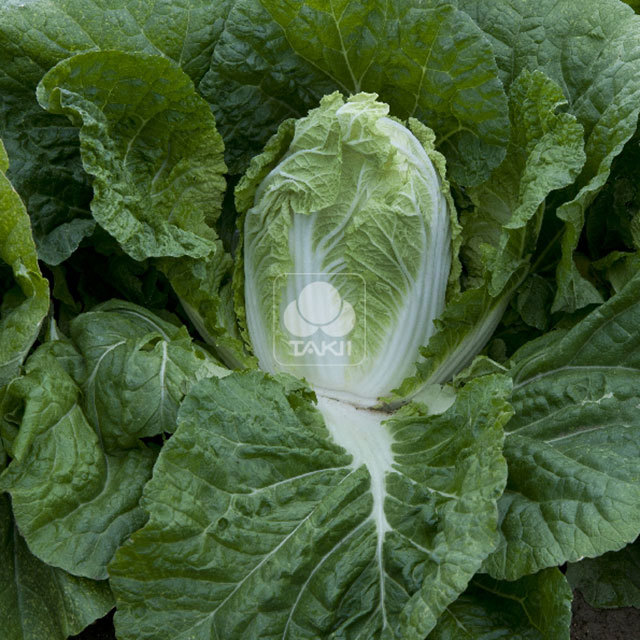Chinese Cabbage Orient Surprise F1 Punte delle foglie marroni