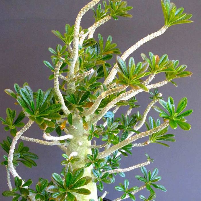 Dorstenia gigas
