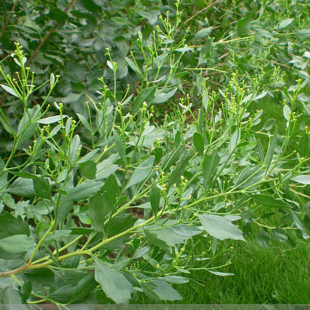 Baccharis halimifolia