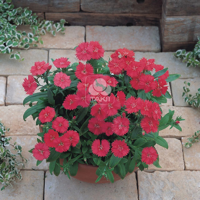 Dianthus Telstar F1 Coral White Powder