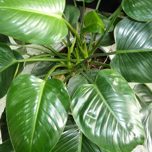 Homalomena rubescens