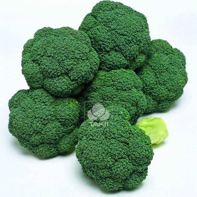 Broccoli Atlantis F1 Leggy Stems