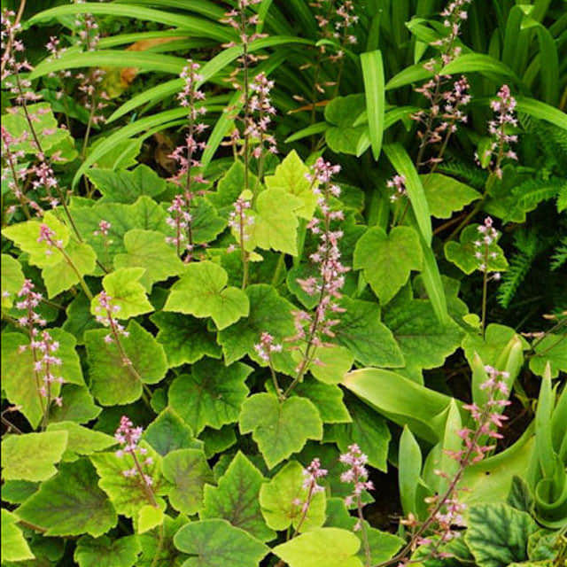 Tiarella