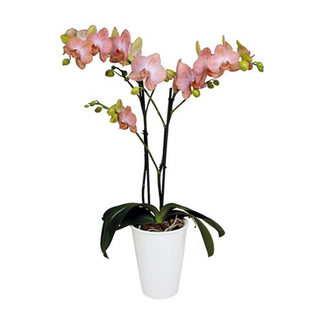 Phalaenopsis Ravello