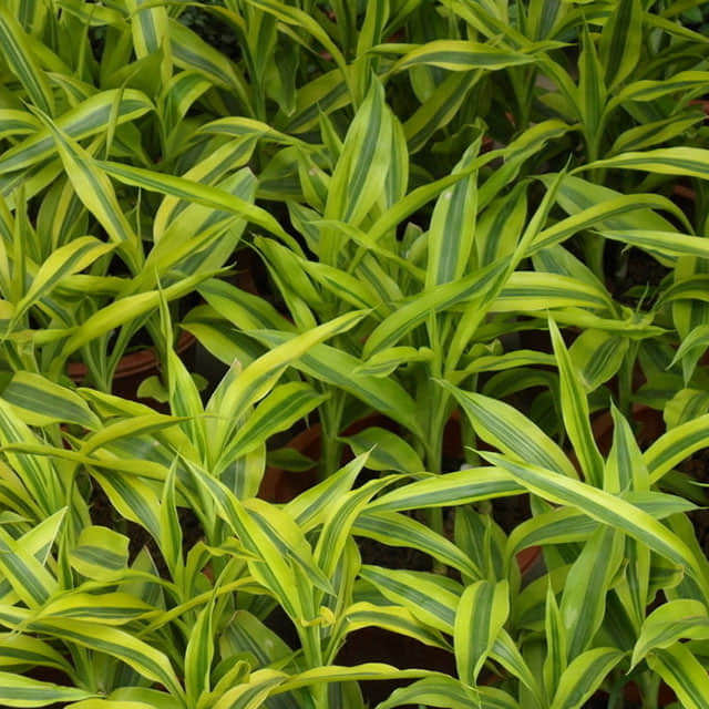 Dracaena sanderiana Golden Edie Yellow Leaves