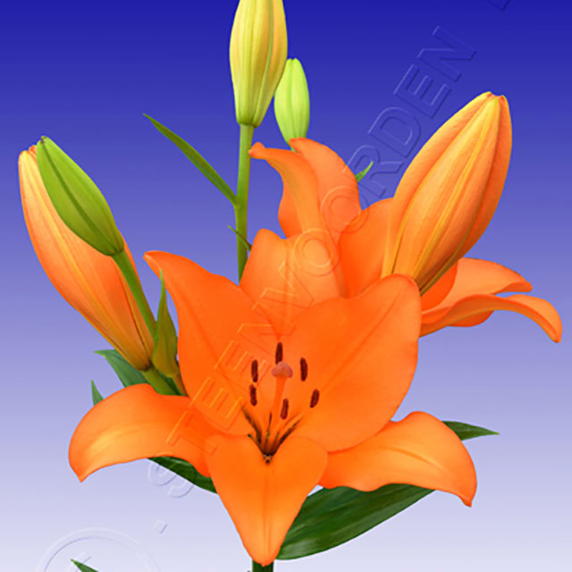 Lilium hybrid Amiga