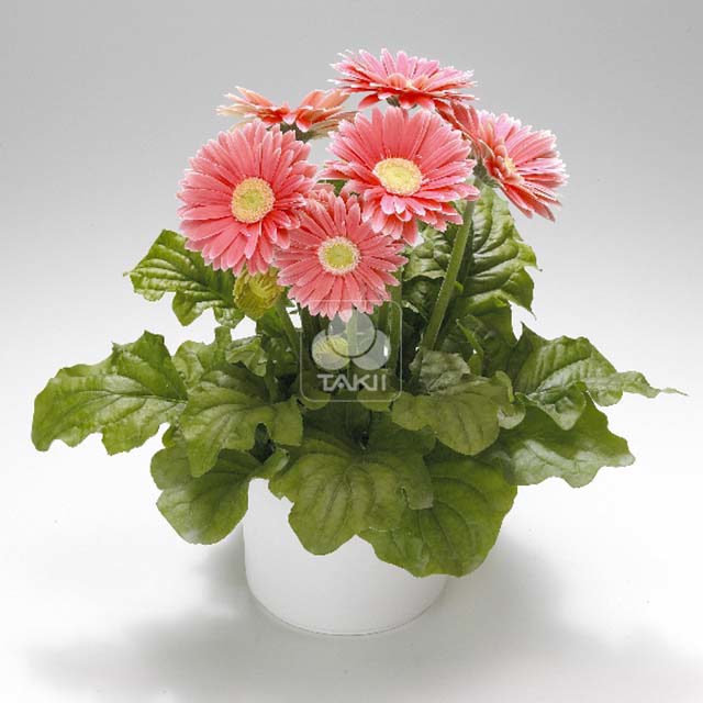 Gerbera jamesonii Royal Salmon Rose Sticky Leaves