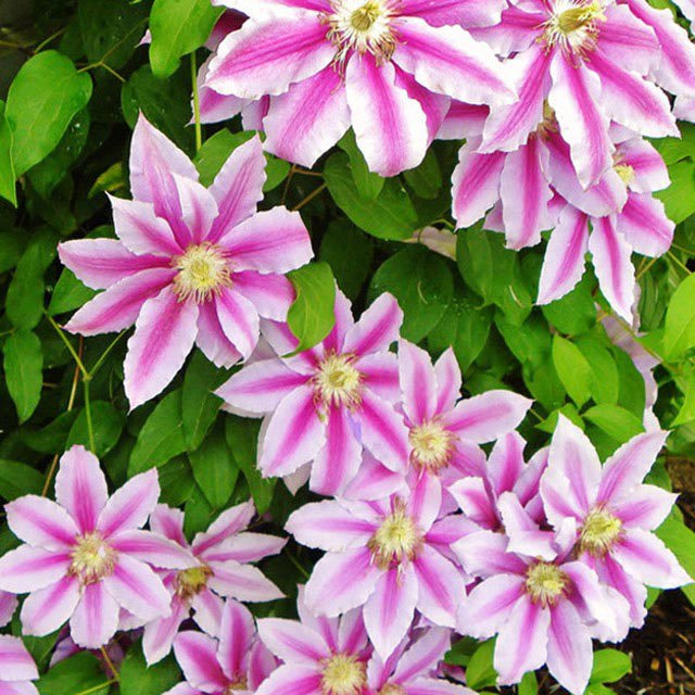 Clematis florida