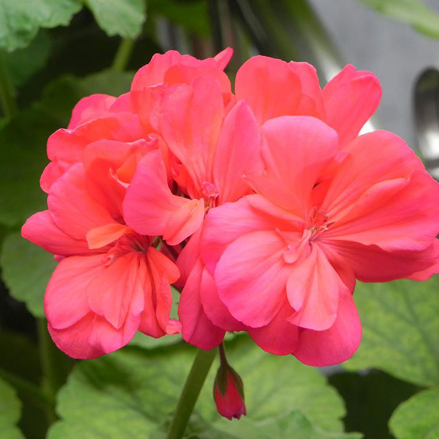 Pelargonium × hortorum Bailey Leggy Stems