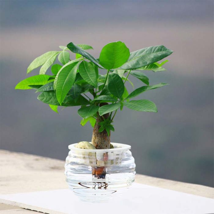 Pachira macrocarpa