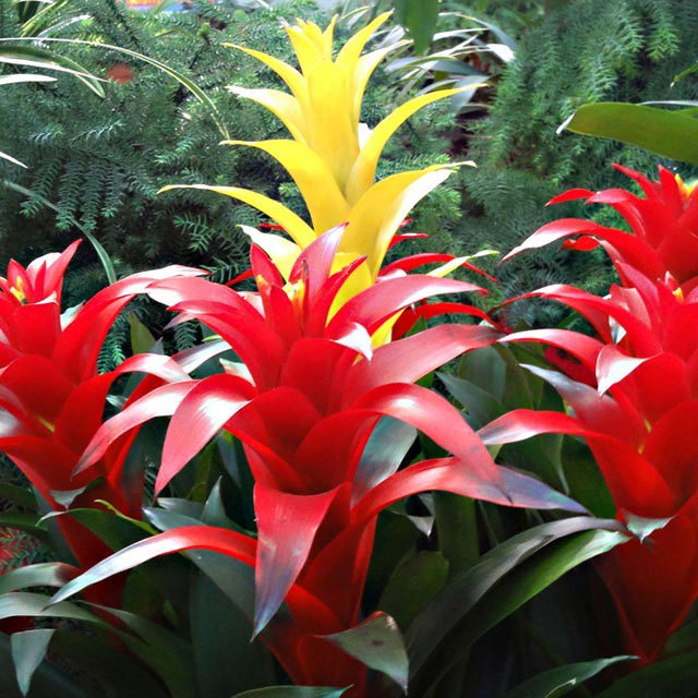 Bromeliad