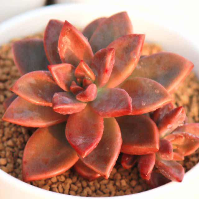 Graptosedum Bronze Drooping Leaves