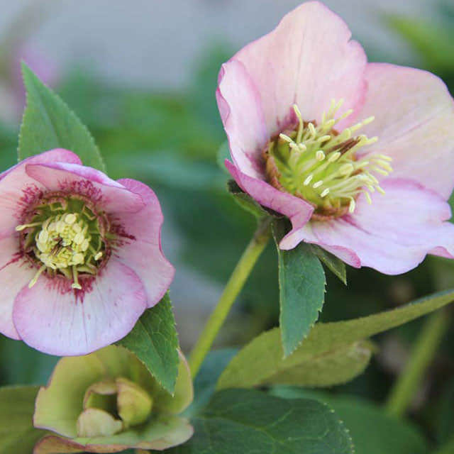 Helleborus niger