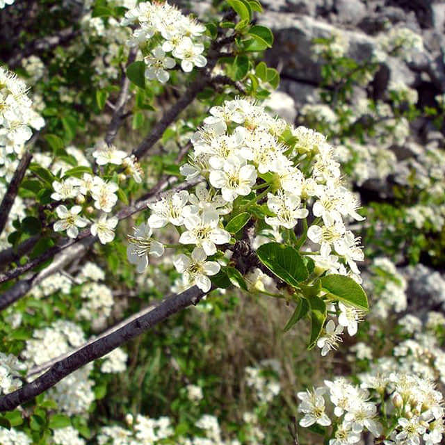 Prunus mahaleb