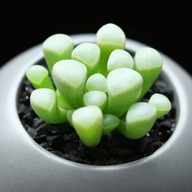 Fenestraria aurantiaca Macchie bianche cotonose