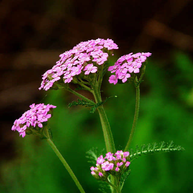 Achillea sibirica