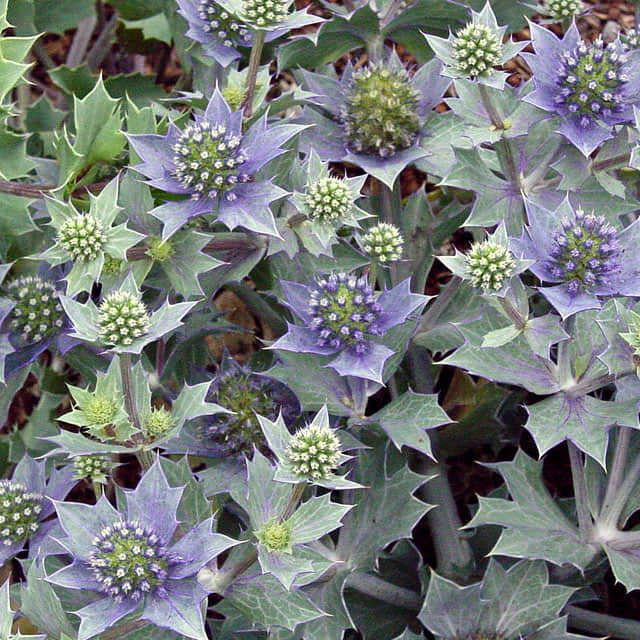 Eryngium Magical Rowshow