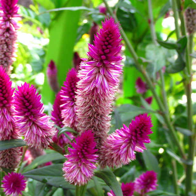 Celosia spicata