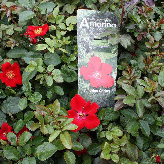 Rosa Amorina