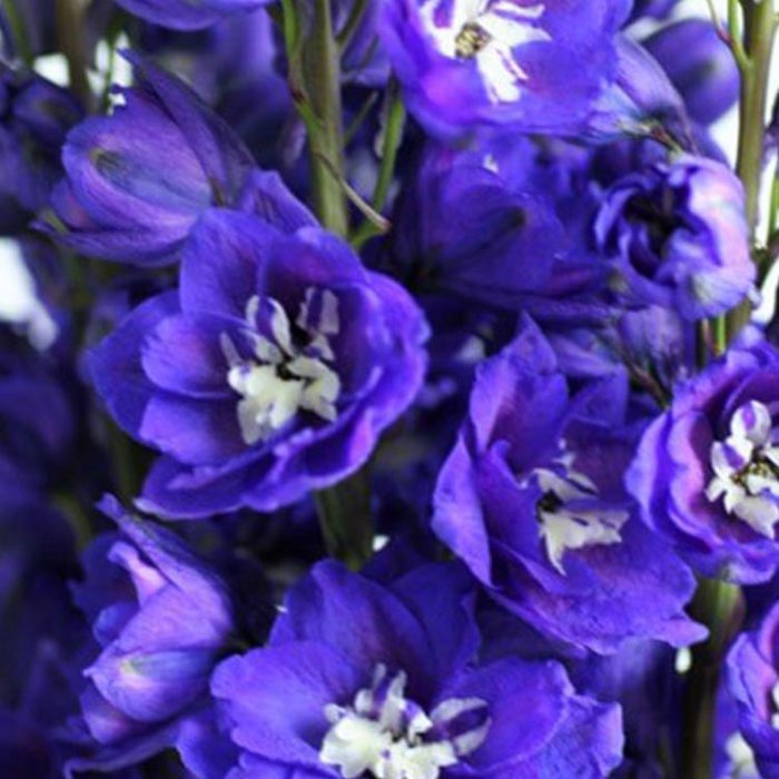 Delphinium Emerald White Powder